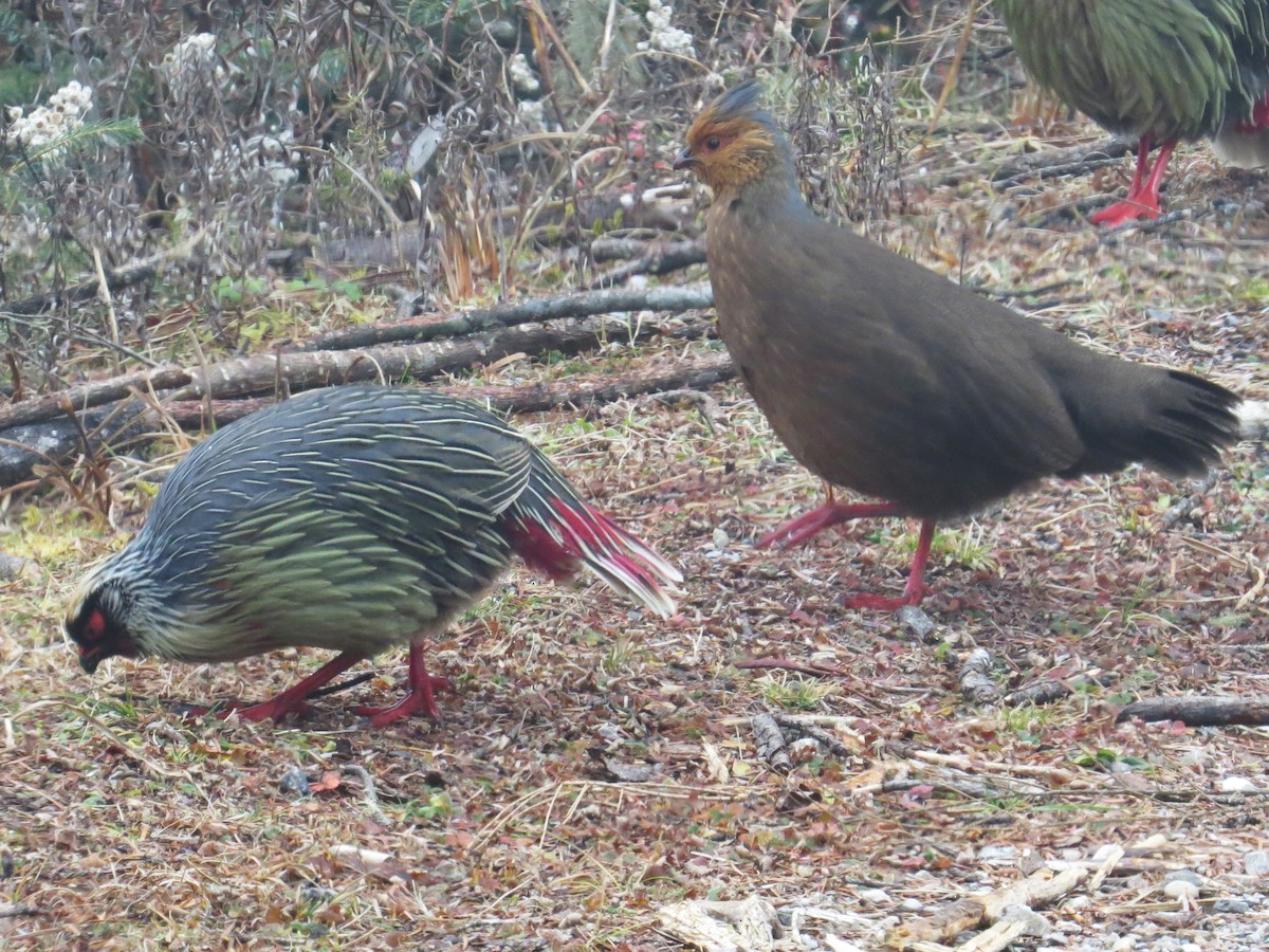 bažant krvavý - ML646445854