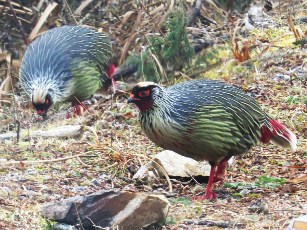 bažant krvavý - ML646445855