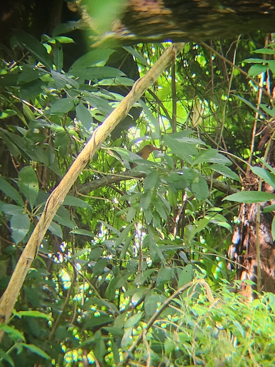 Ruddy Kingfisher - ML646445856