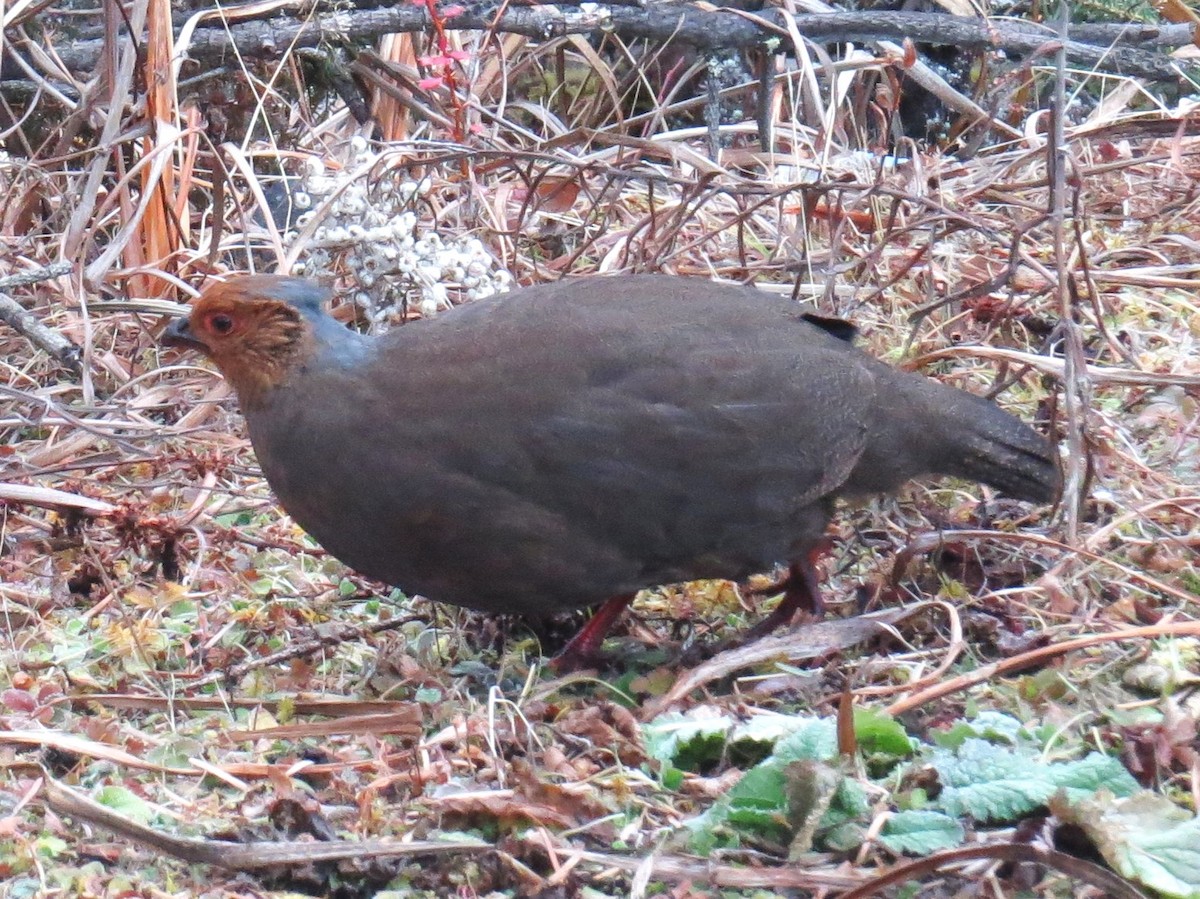 bažant krvavý - ML646445858