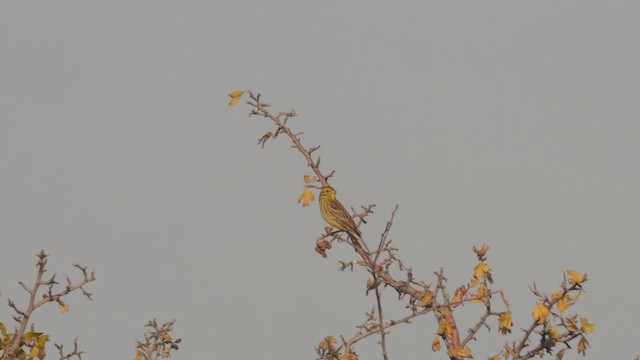 Yellowhammer - ML646445860