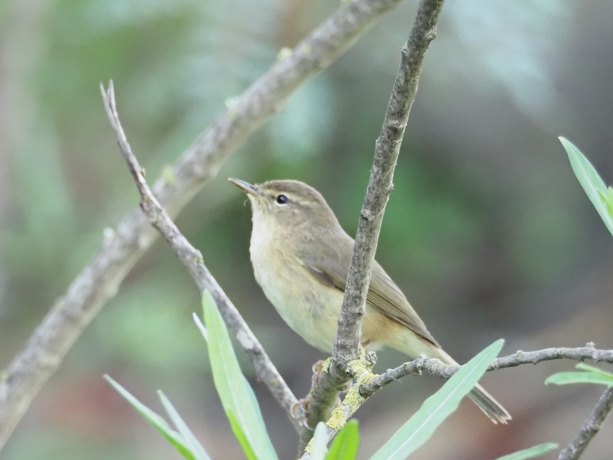 Canary Islands Chiffchaff - ML646445861