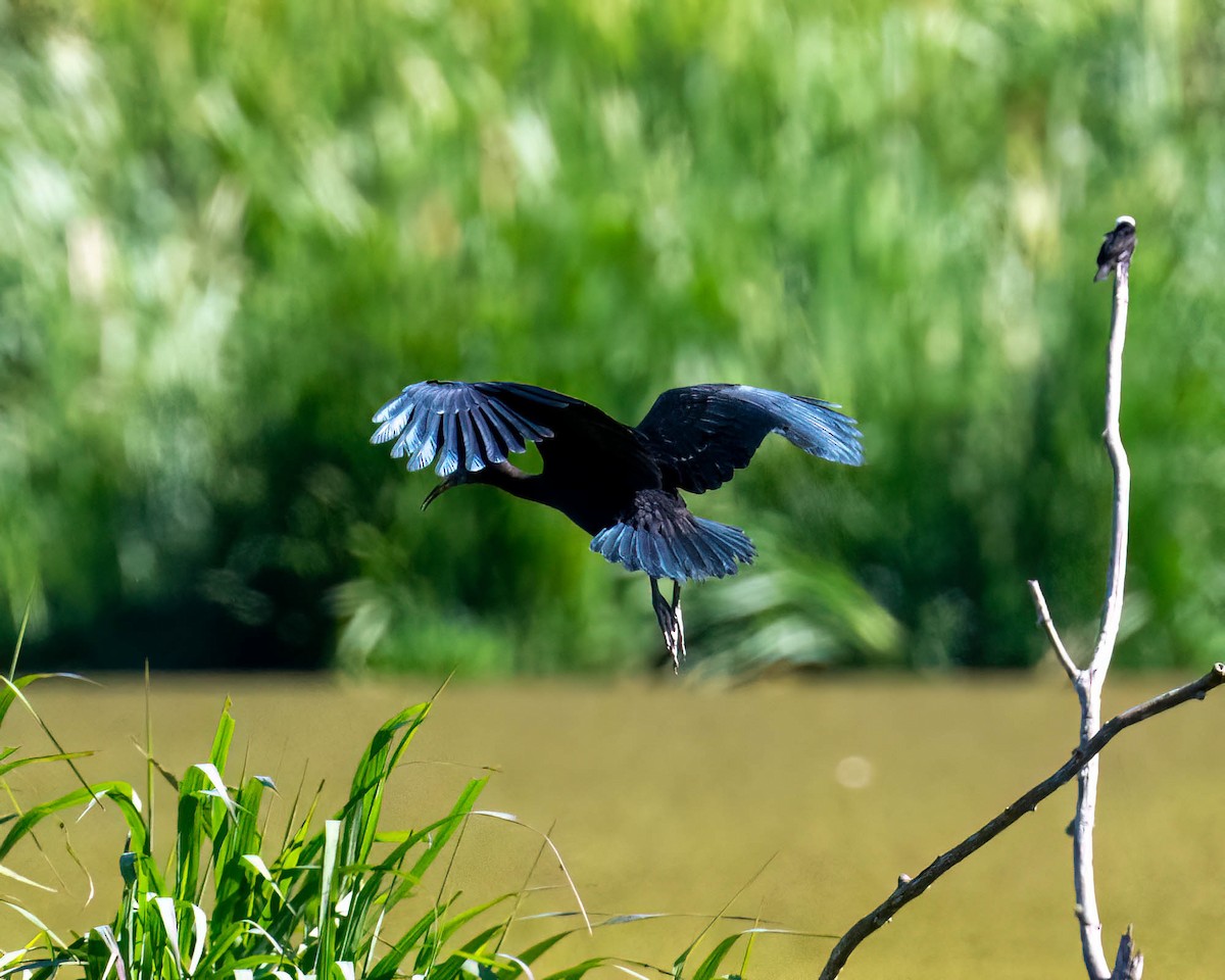 Bare-faced Ibis - ML646445862
