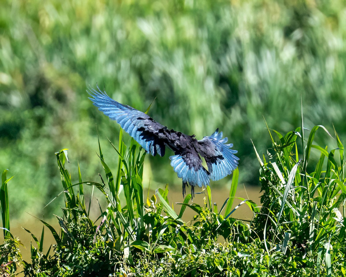 Bare-faced Ibis - ML646445863