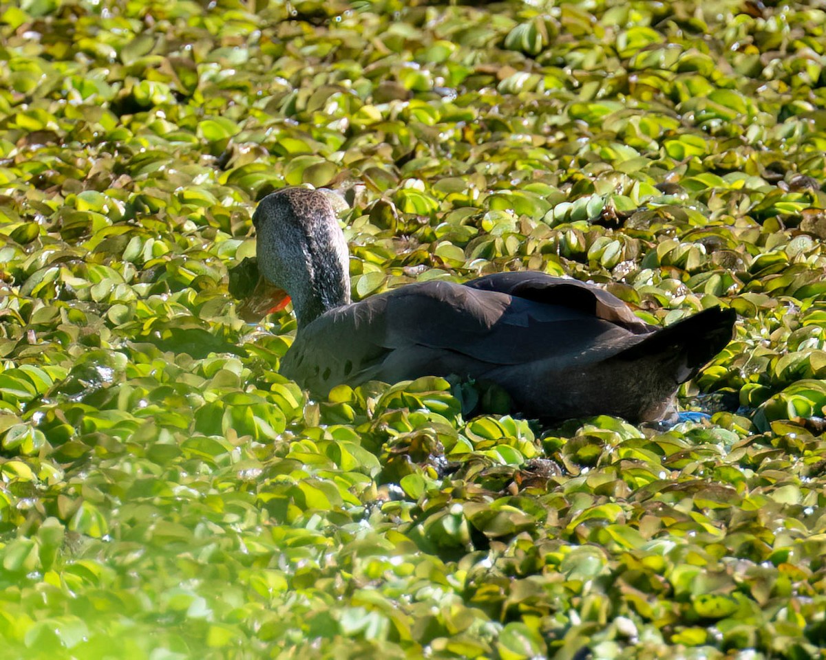 Brazilian Teal - ML646445875