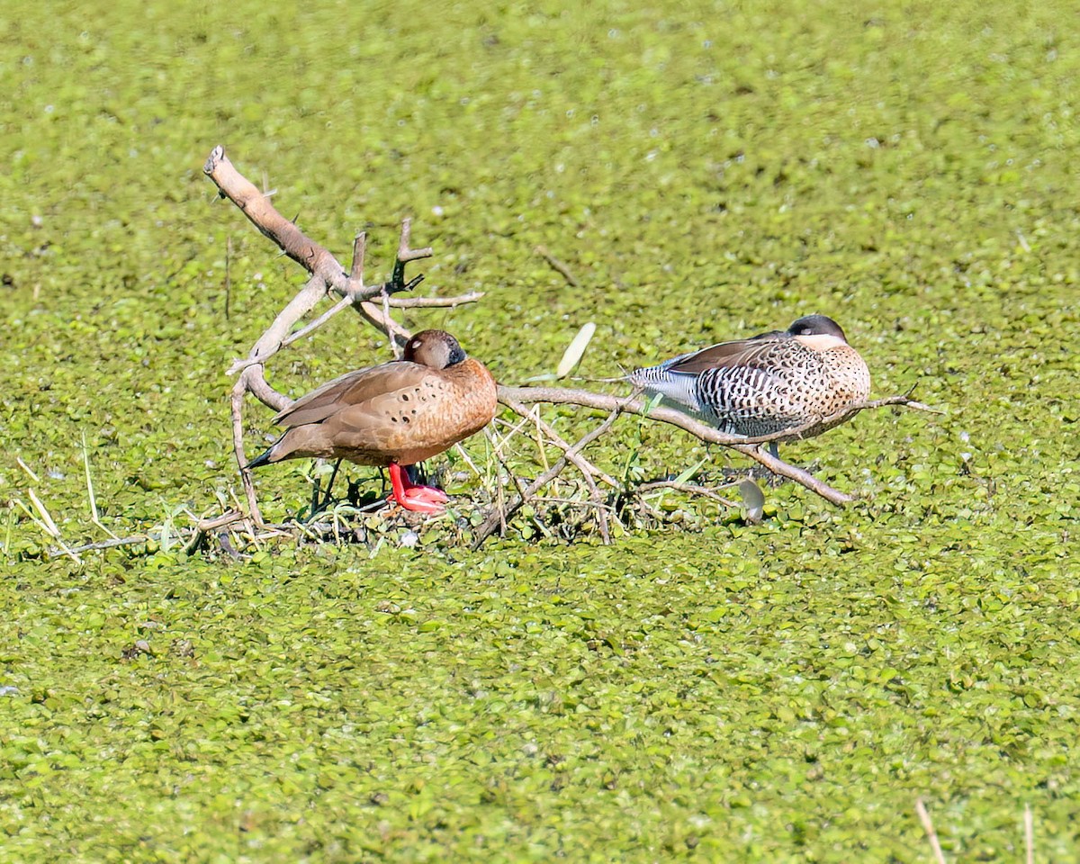 Brazilian Teal - ML646445877