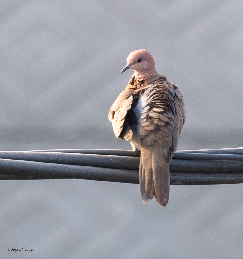 Laughing Dove - ML646445878