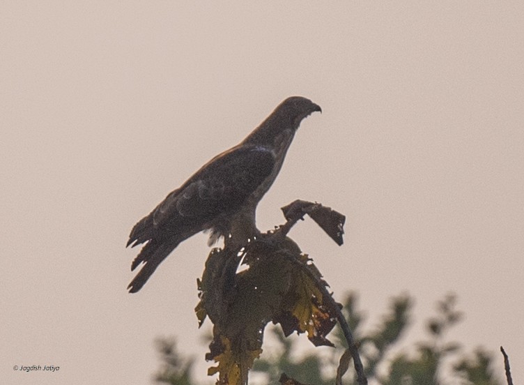 Oriental Honey-buzzard - ML646445880