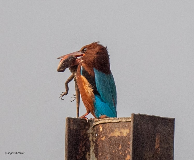 White-throated Kingfisher - ML646445883