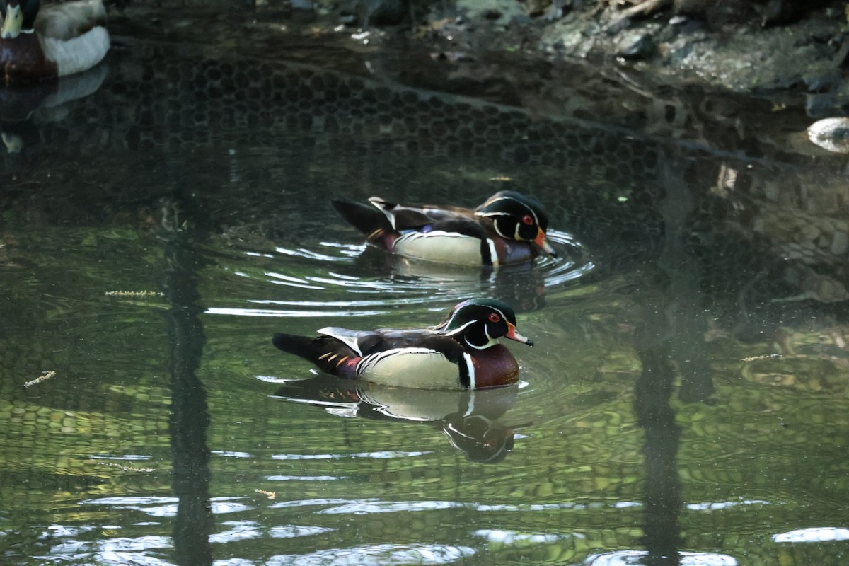 Anatra sposa - ML646445887