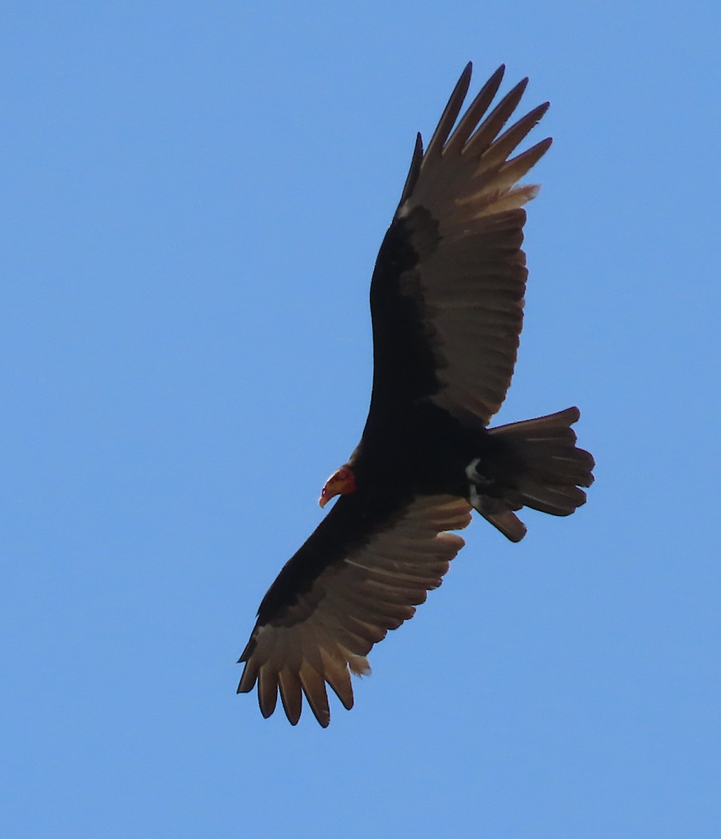 Lesser Yellow-headed Vulture - ML646445888