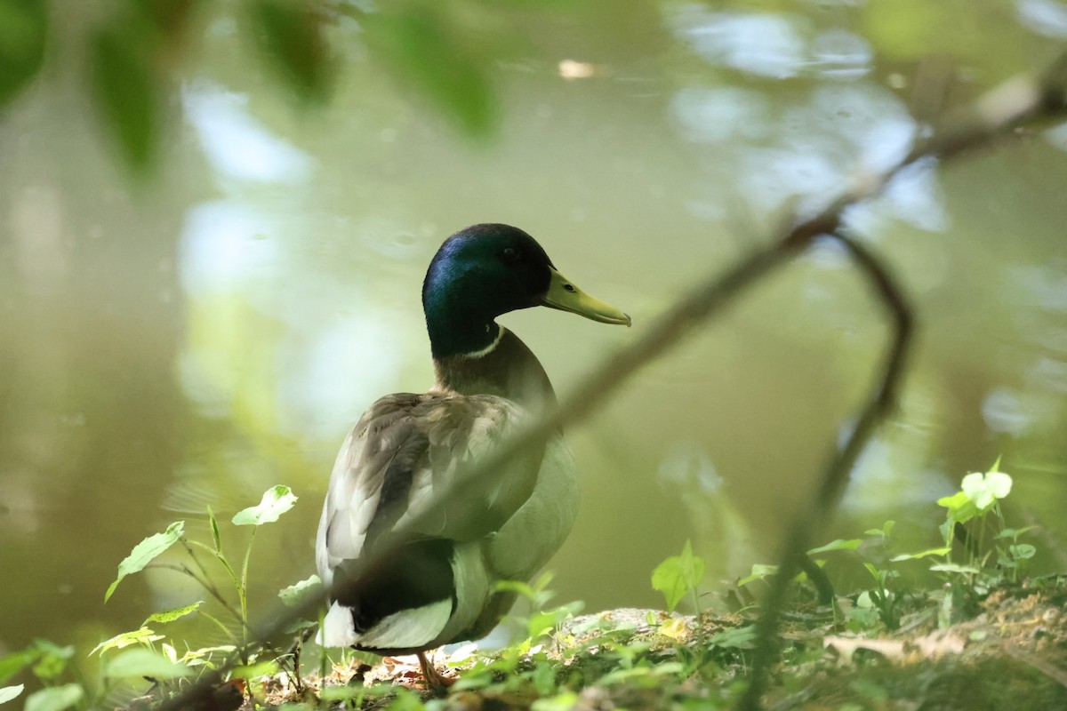 Germano reale - ML646445889