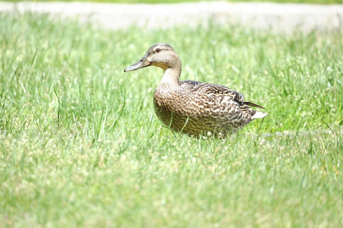 Germano reale - ML646445890