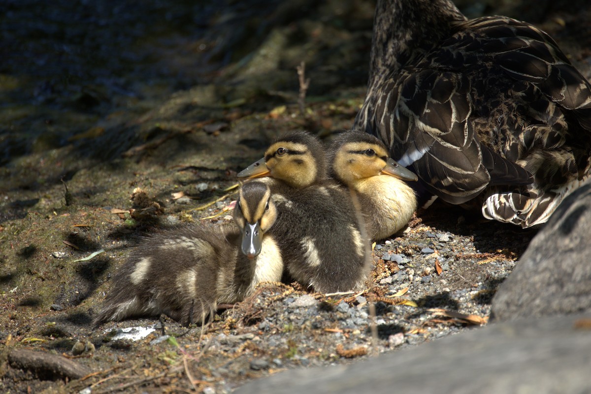 Germano reale - ML646445891