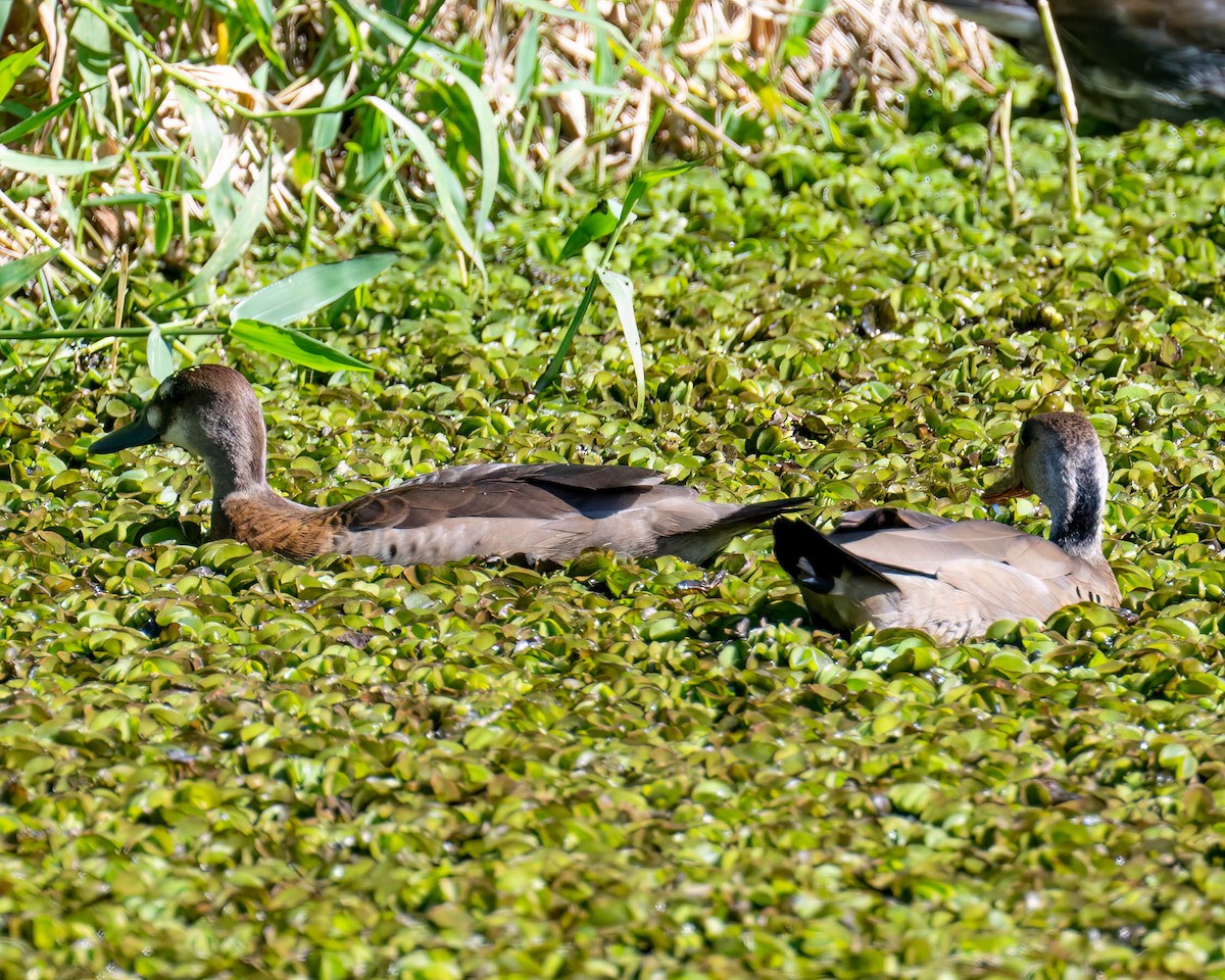 Brazilian Teal - ML646445895