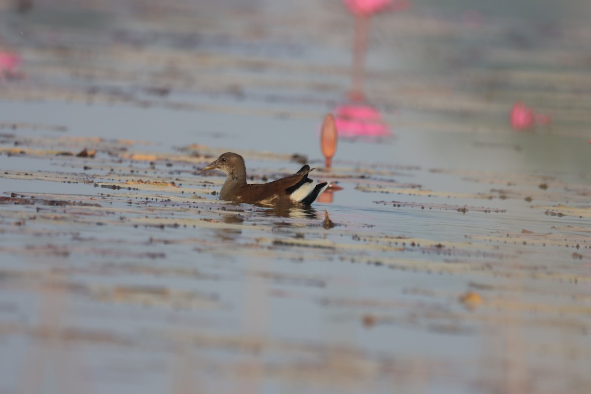 Eurasian Moorhen - ML646445903