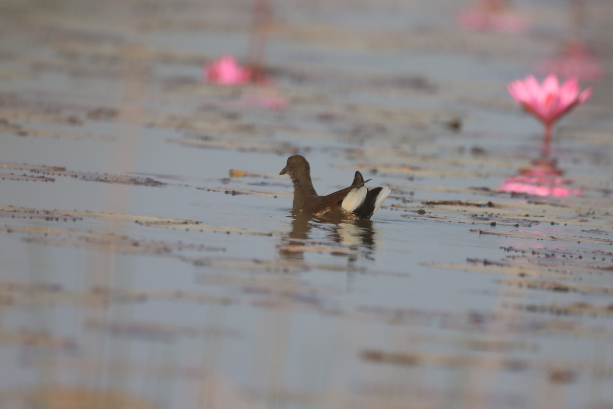 Eurasian Moorhen - ML646445904
