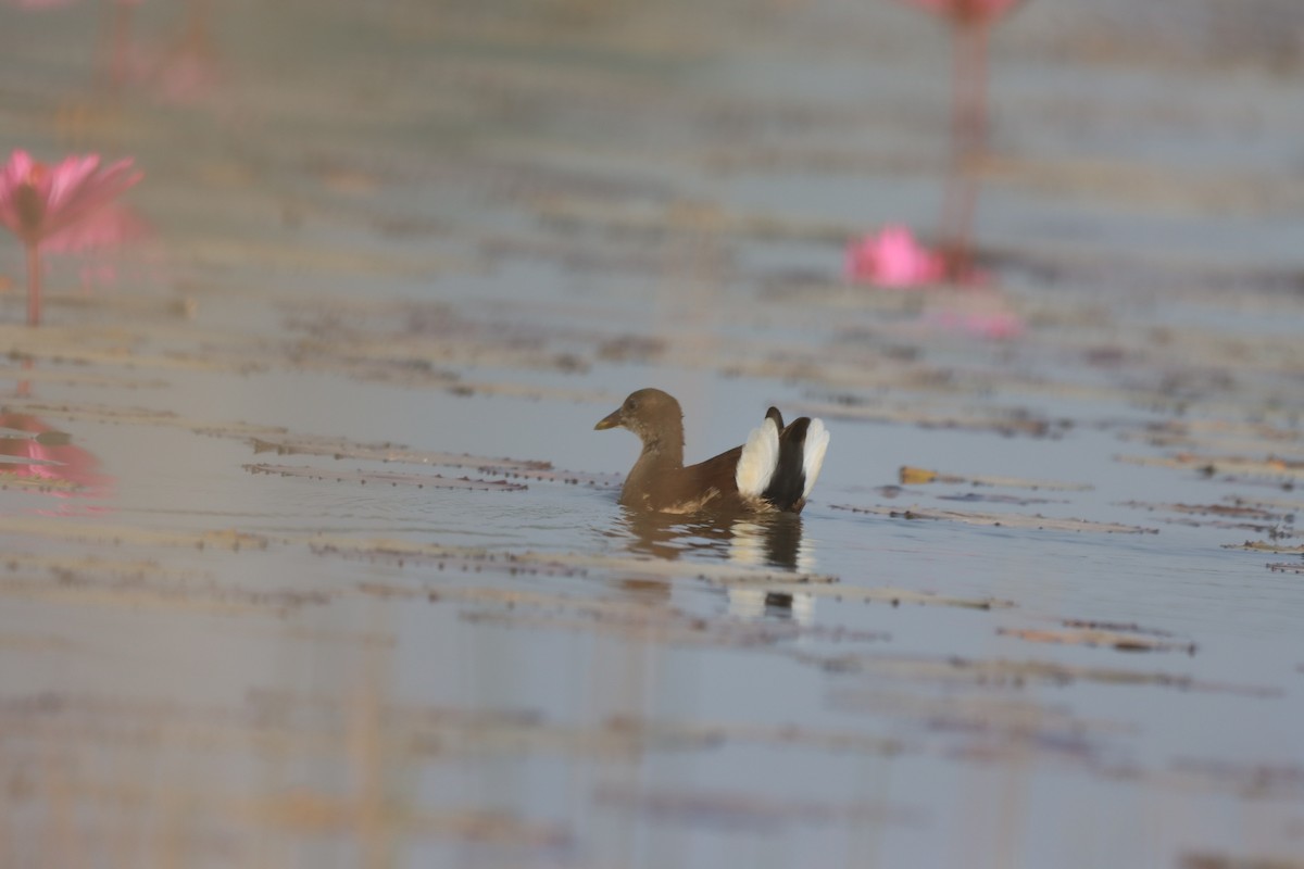 Eurasian Moorhen - ML646445905