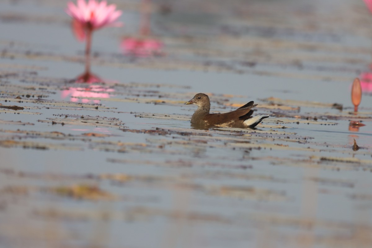Eurasian Moorhen - ML646445906