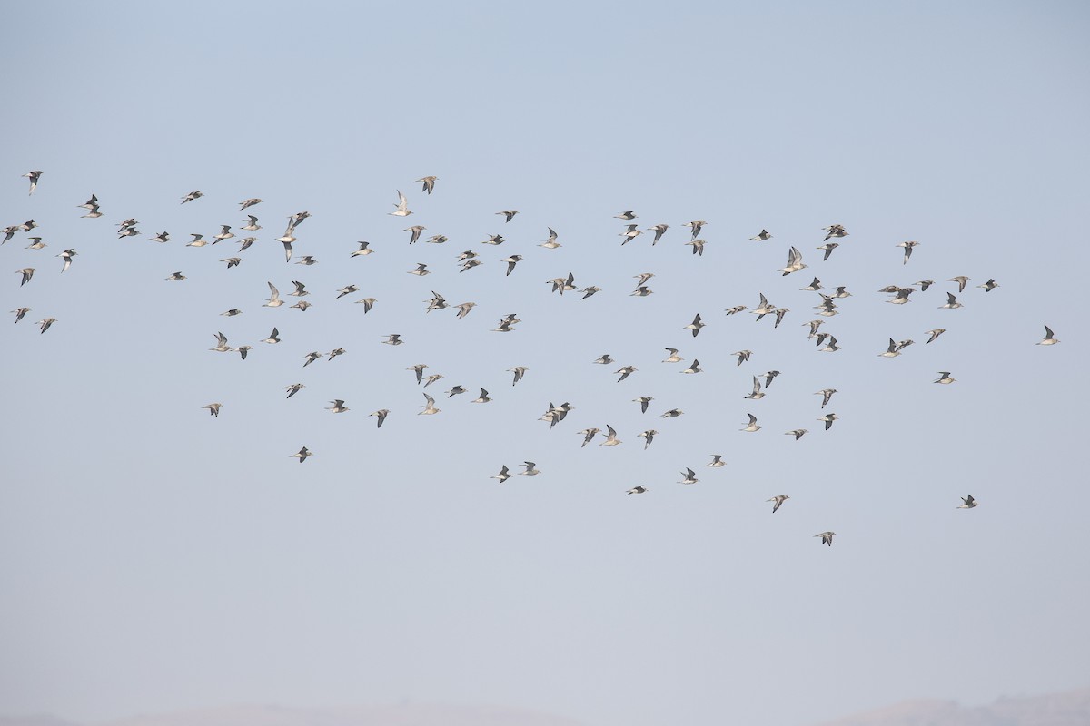 Urre-txirri siberiarra - ML646445912