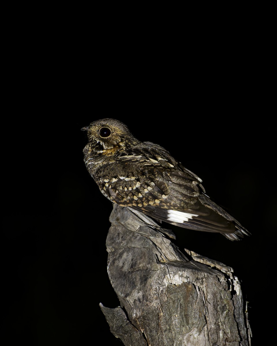 lelek malý - ML646445916