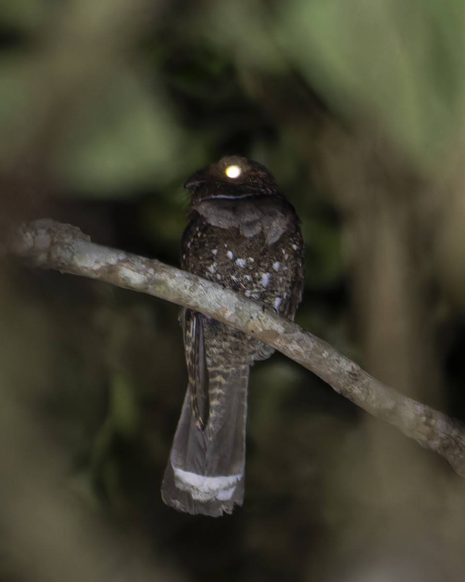 lelek očkatý - ML646445926