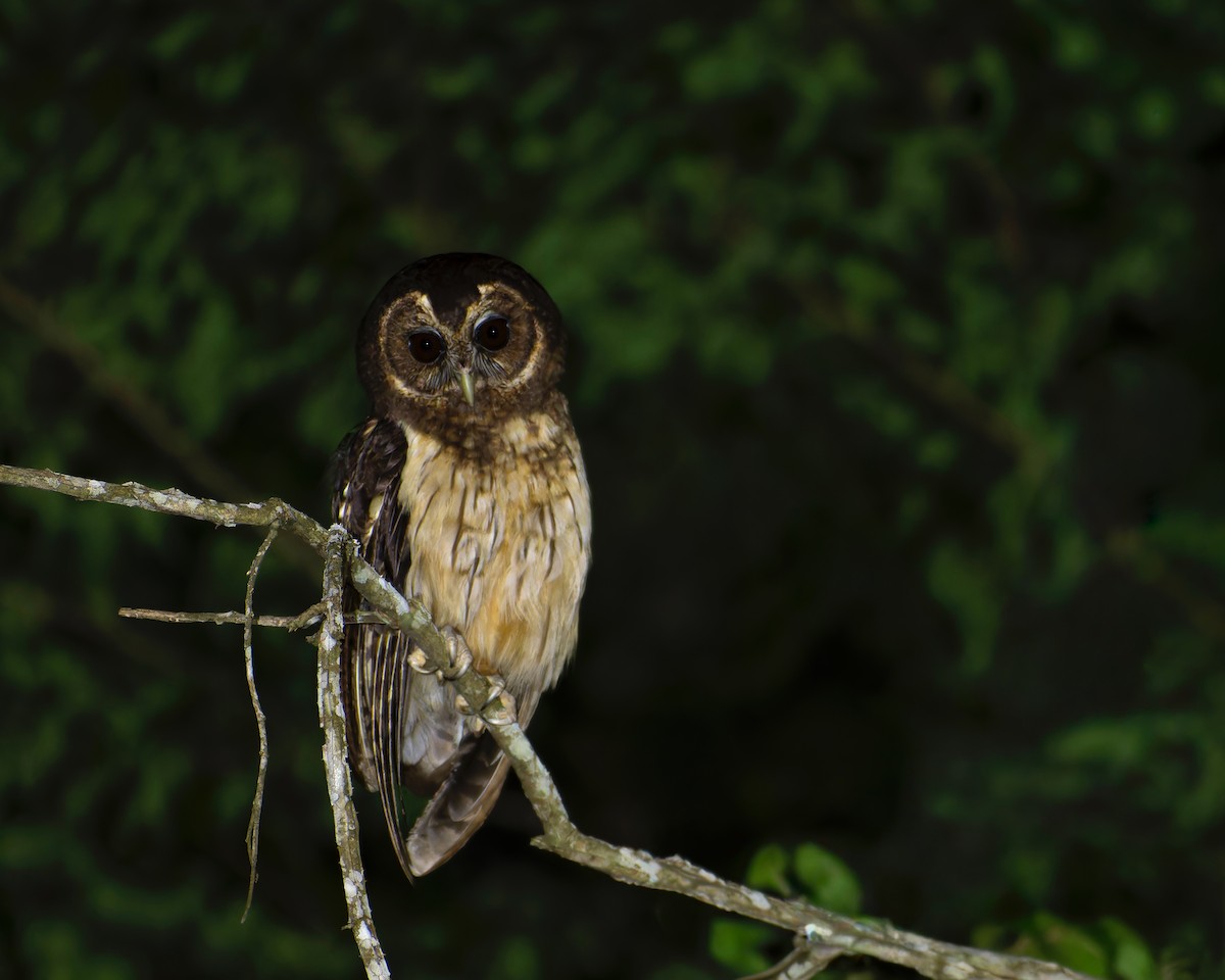 puštík proměnlivý - ML646445930