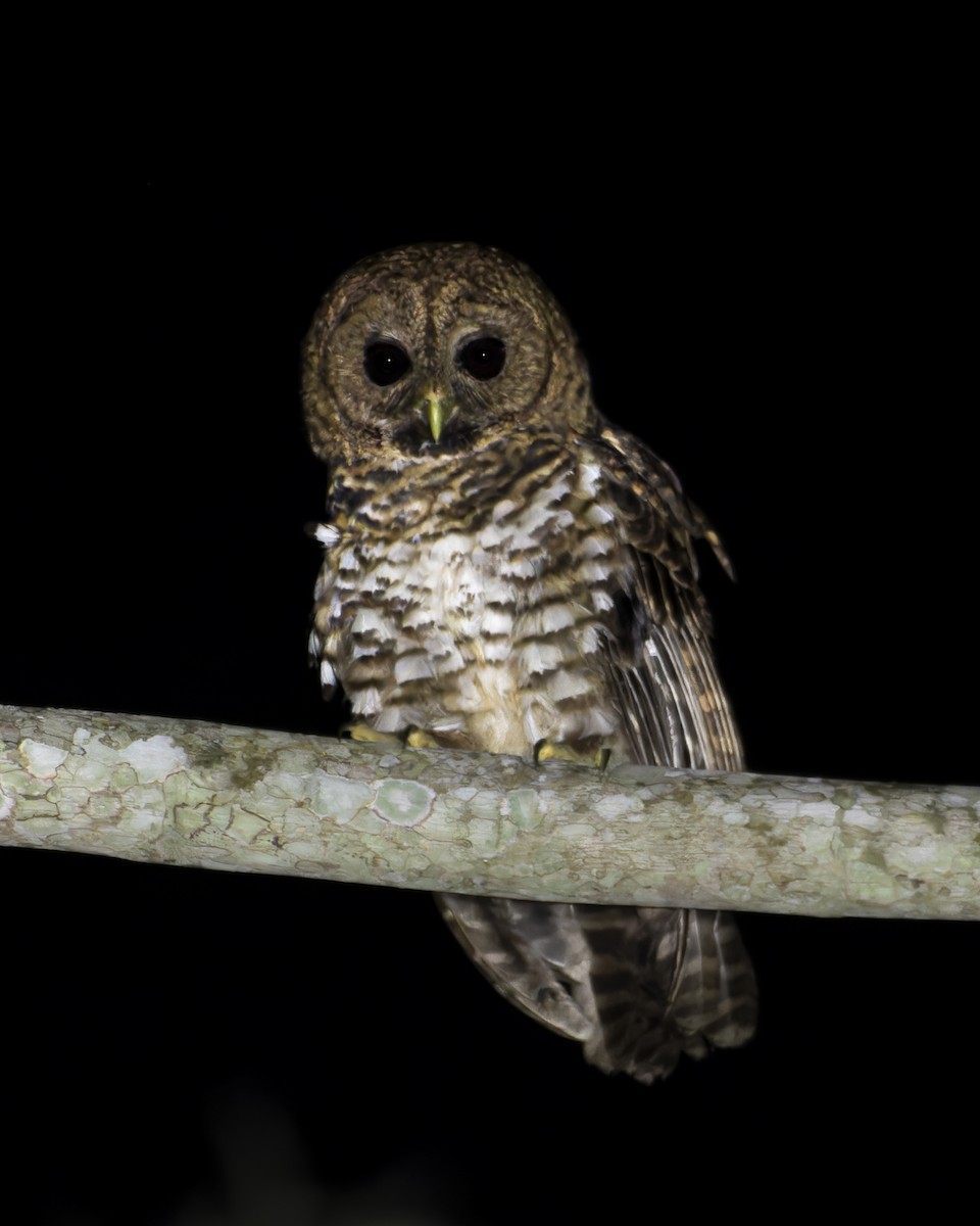 puštík brazilský - ML646445932