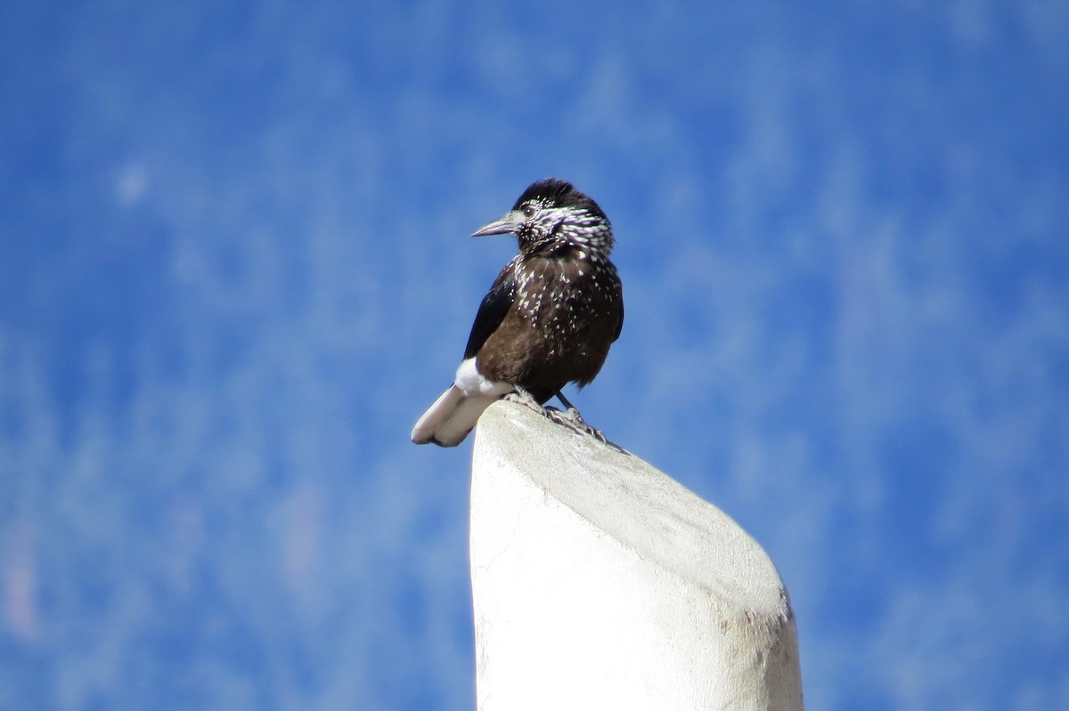 Cascanueces Sureño - ML646445935