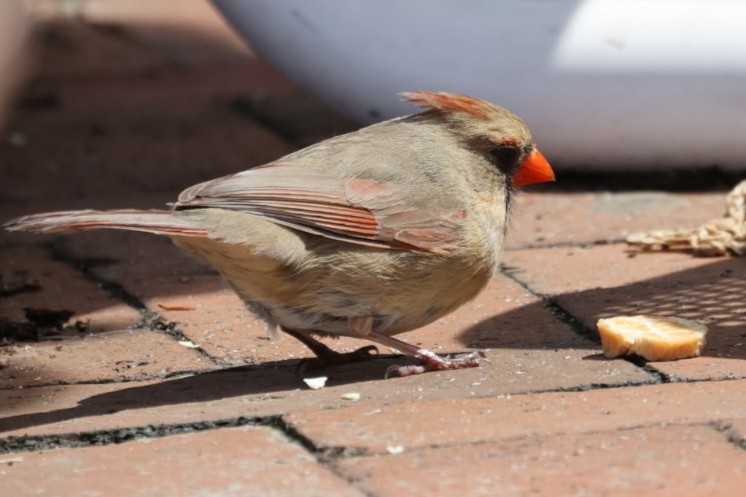 Northern Cardinal - ML646445936