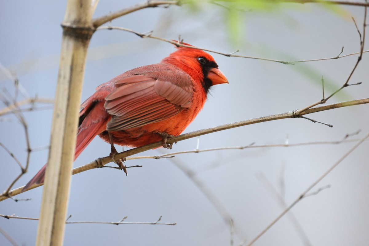 Northern Cardinal - ML646445937