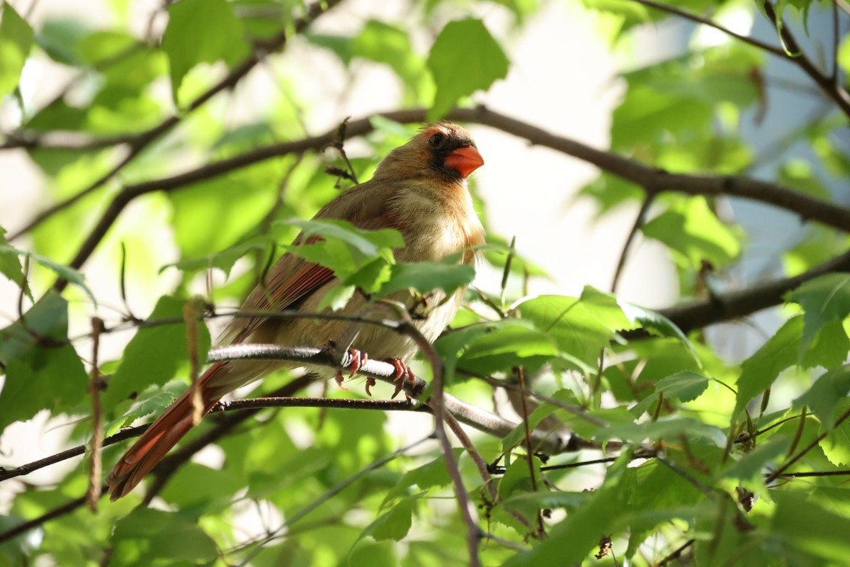 Northern Cardinal - ML646445938