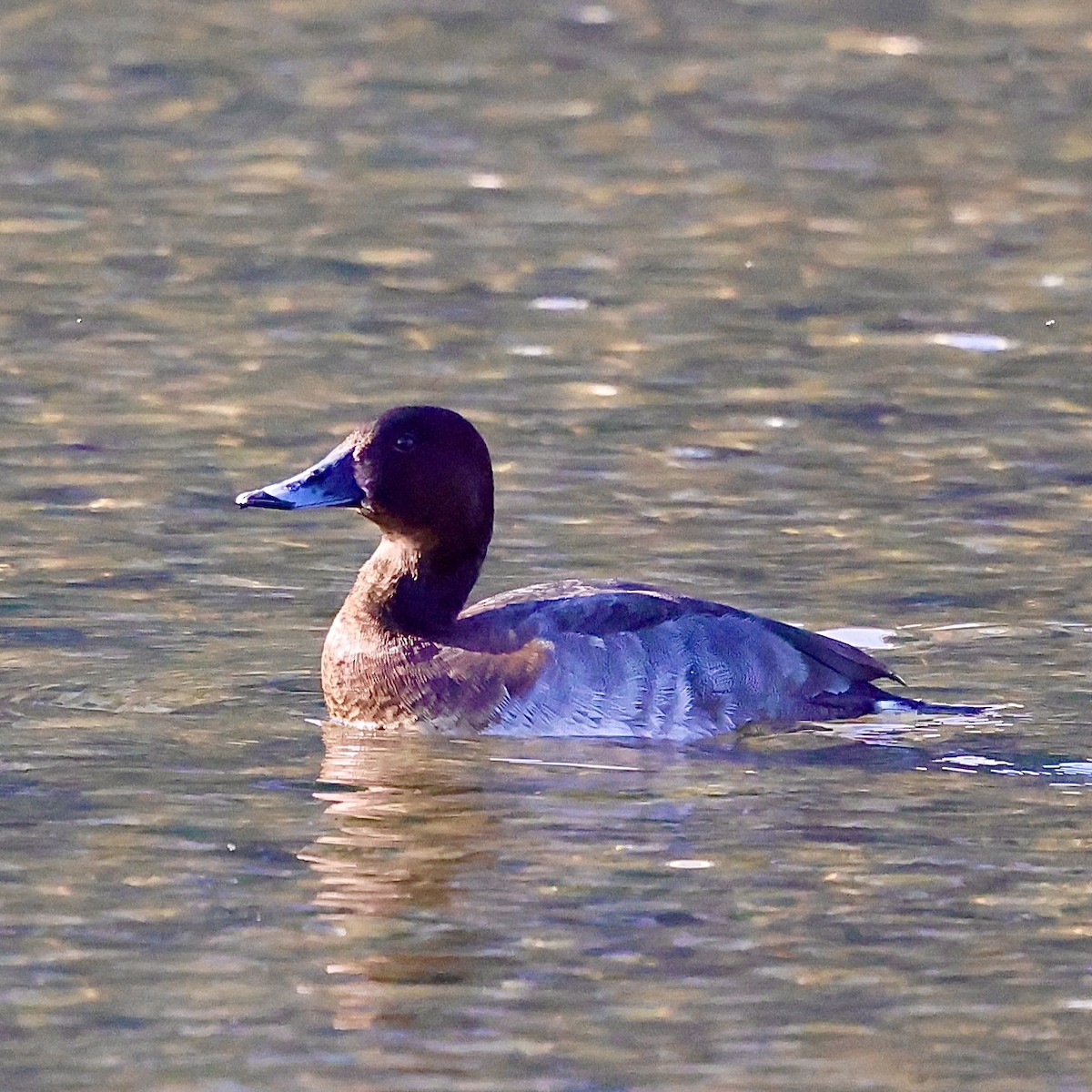 Common Pochard - ML646445940