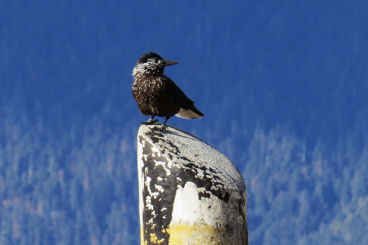 Cascanueces Sureño - ML646445941