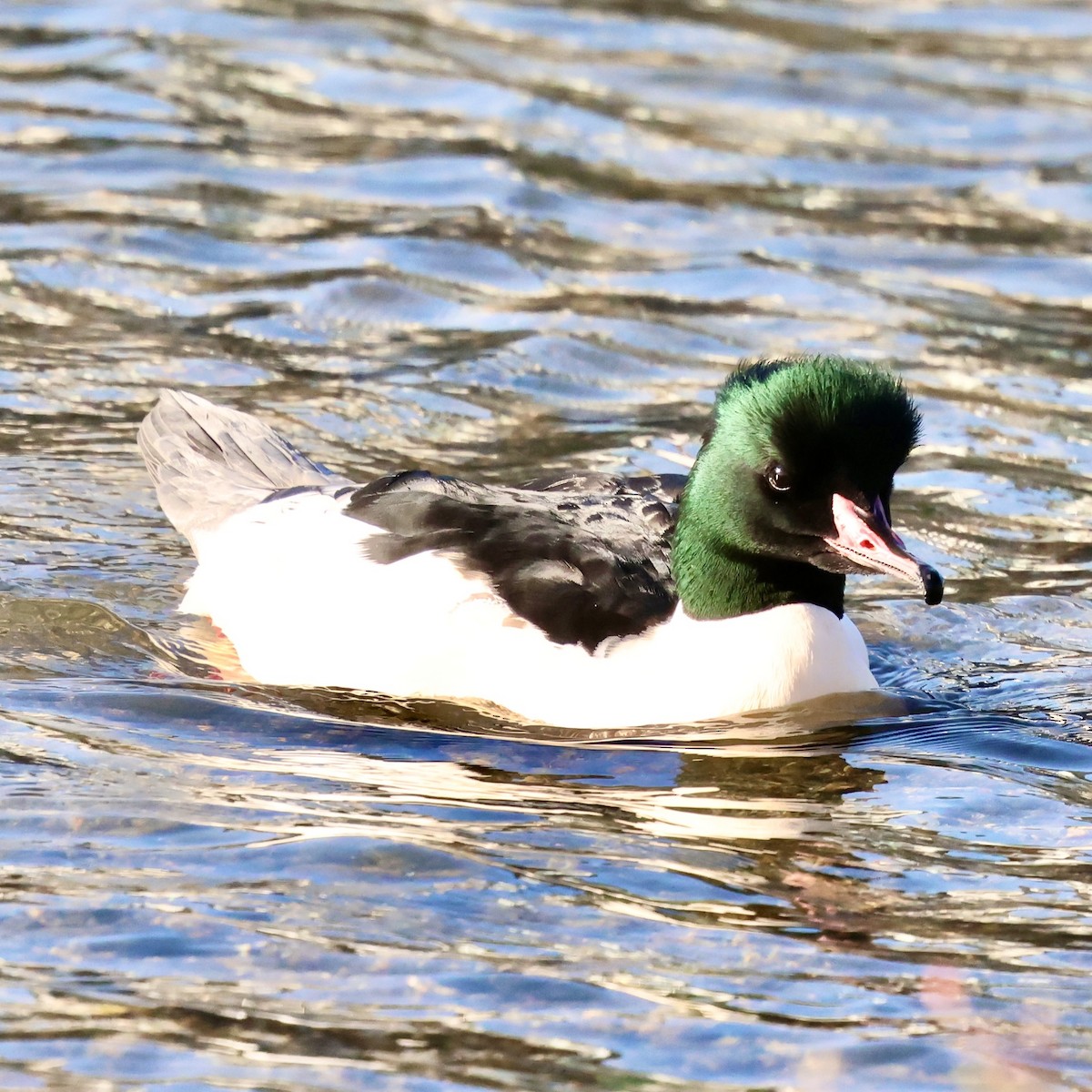 Common Merganser - ML646445945