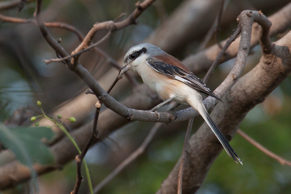Bay-backed Shrike - ML646445946