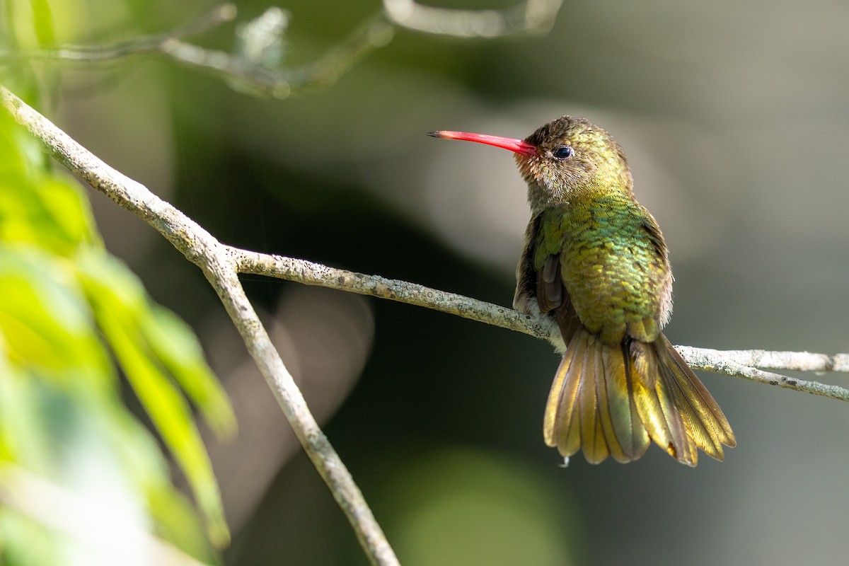 Gilded Hummingbird - ML646445947