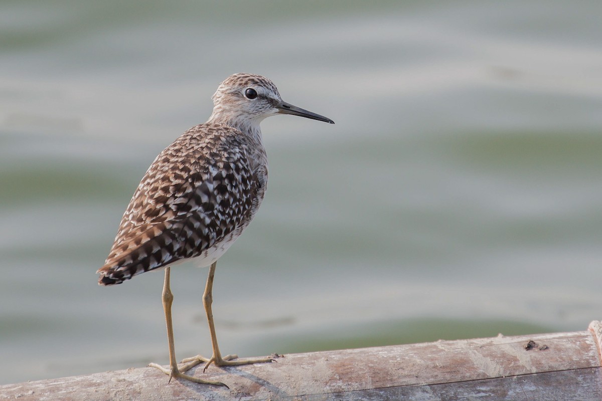 鷹斑鷸 - ML646445948