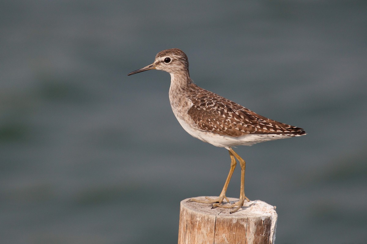 鷹斑鷸 - ML646445949