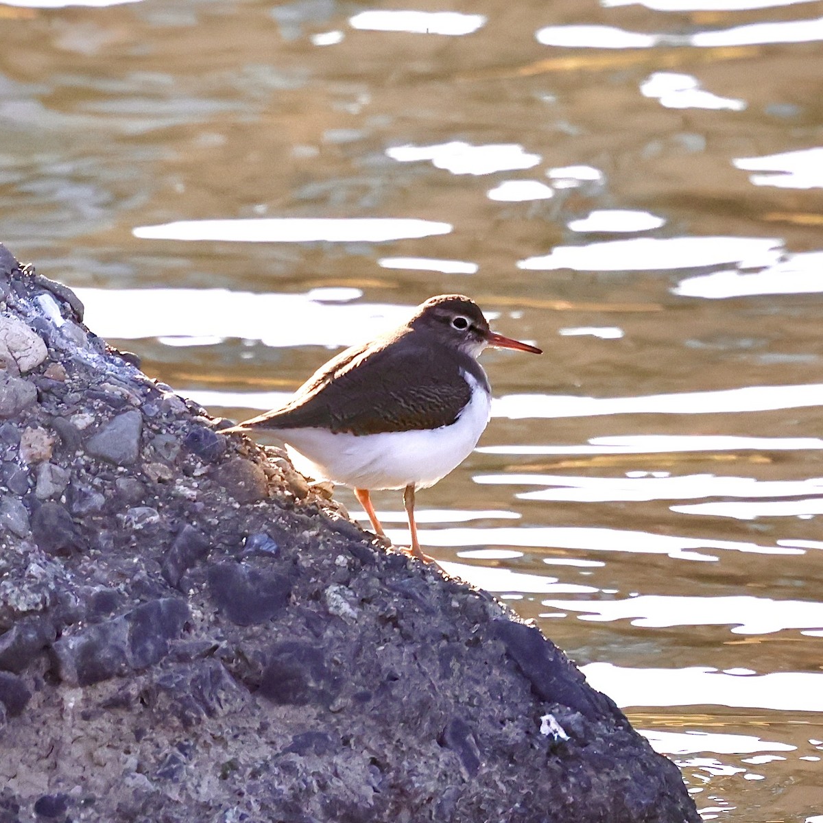 Common Sandpiper - ML646445950