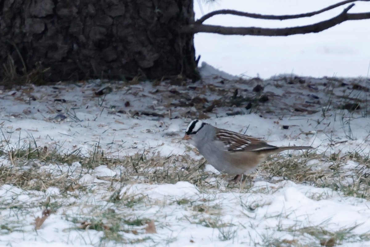 White-crowned Sparrow - ML646445954