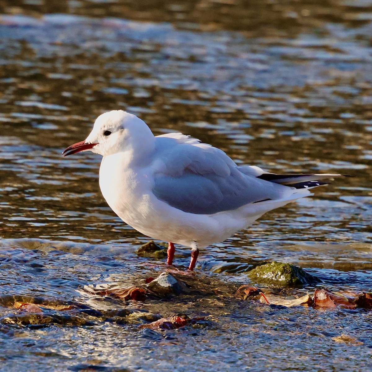 Black-headed Gull - ML646445955