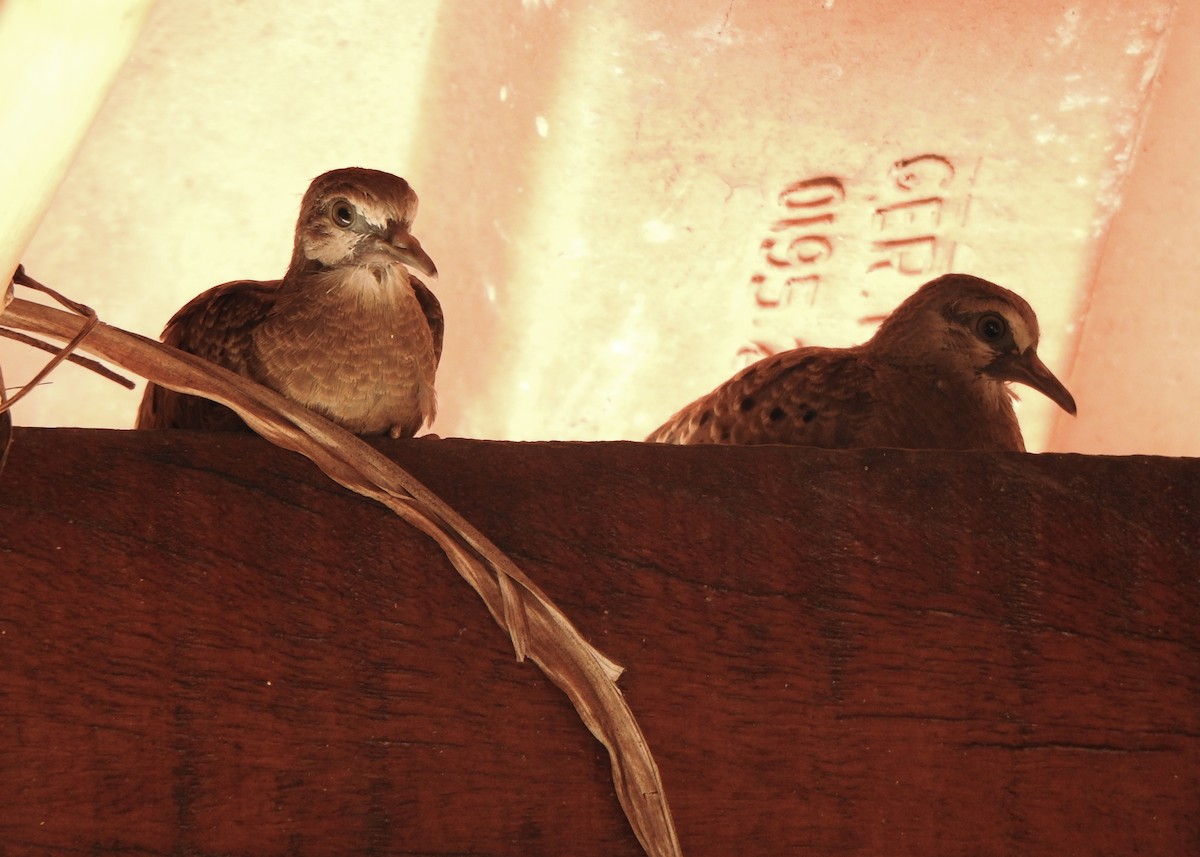 Ruddy Ground Dove - ML646445956