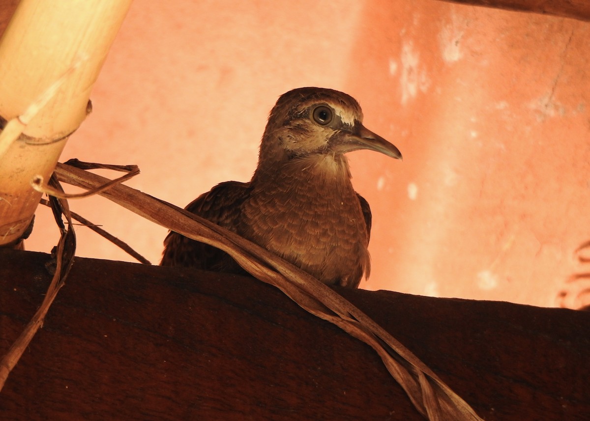 Ruddy Ground Dove - ML646445957