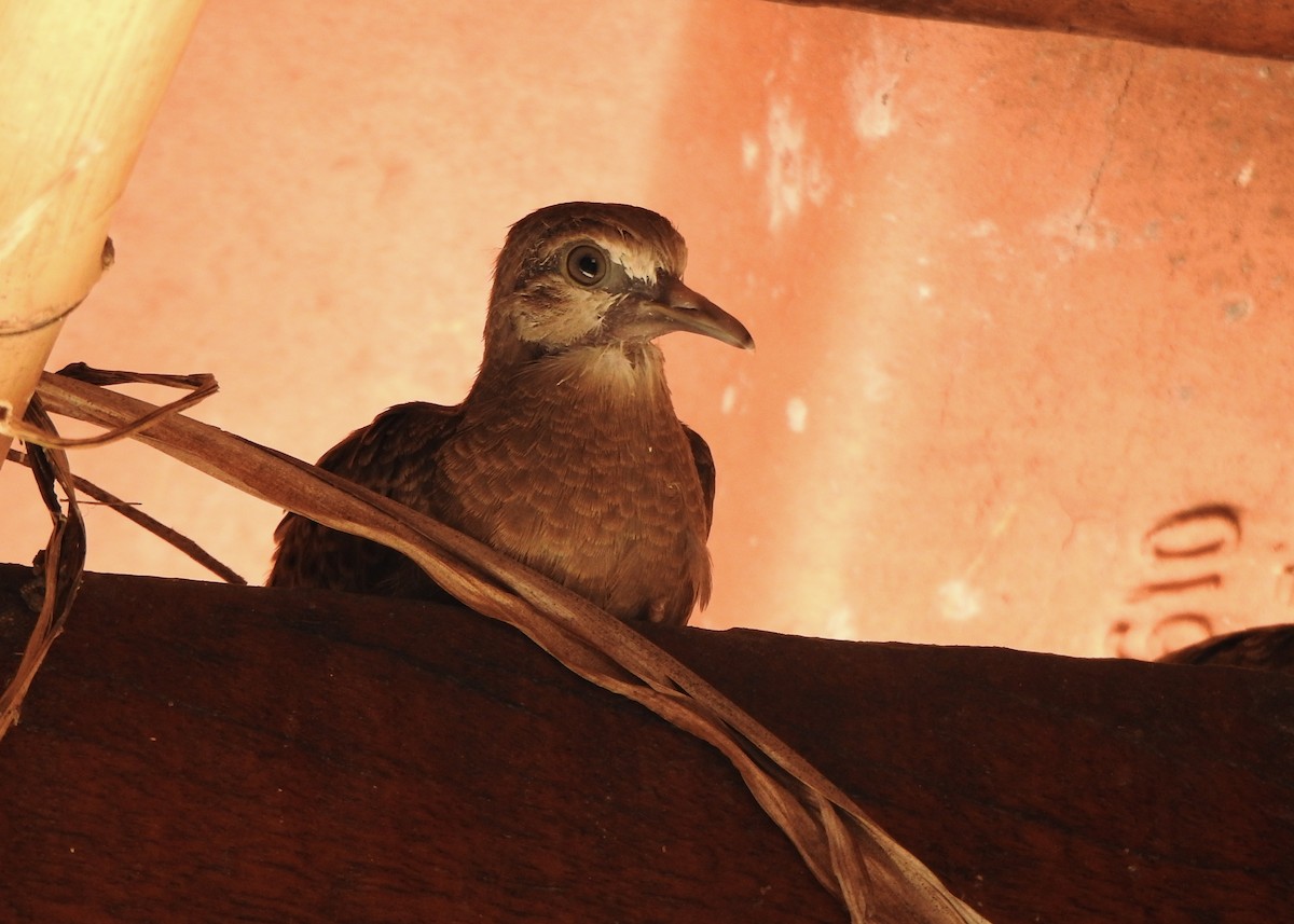 Ruddy Ground Dove - ML646445958