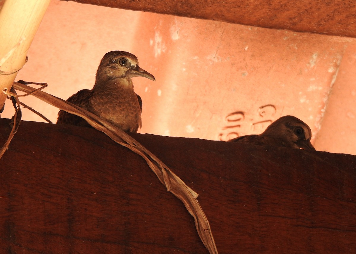 Ruddy Ground Dove - ML646445959