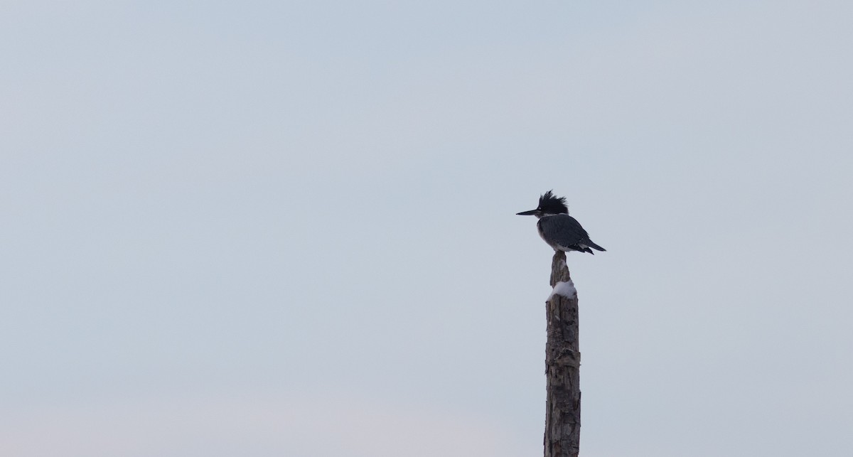Belted Kingfisher - ML646445960