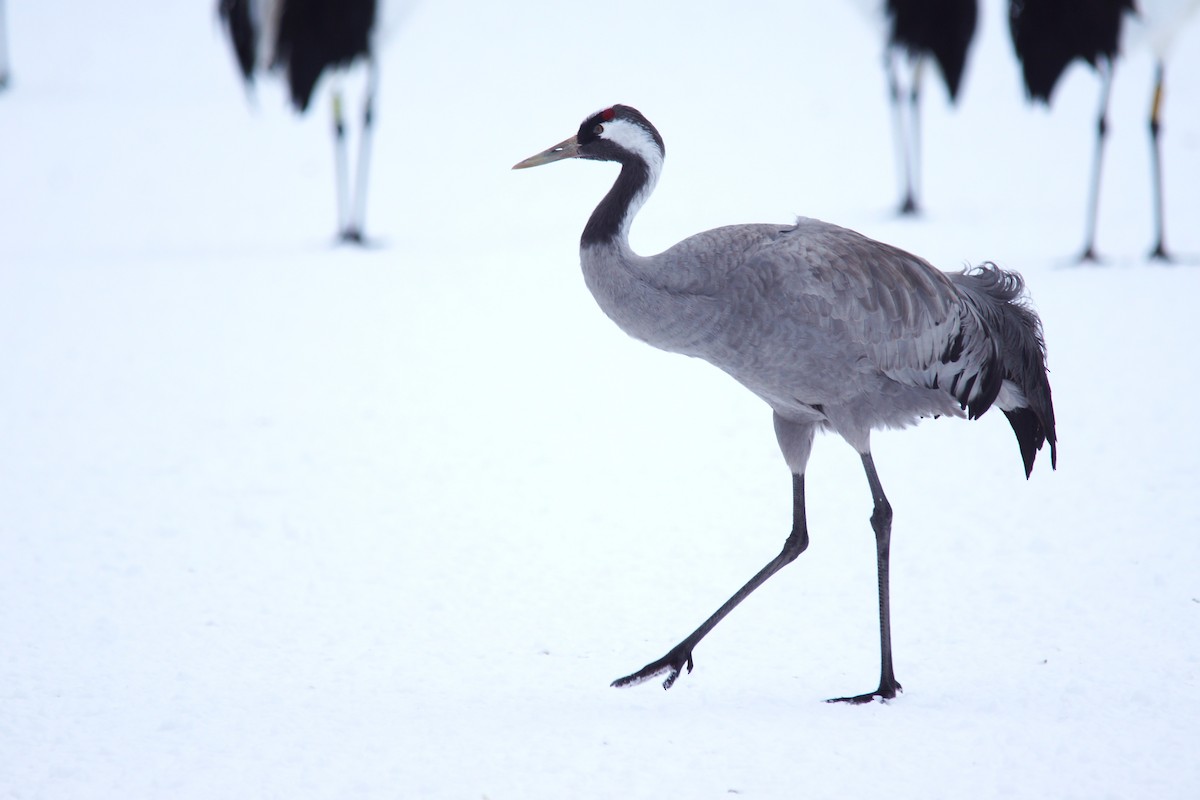 Common Crane - ML646445963