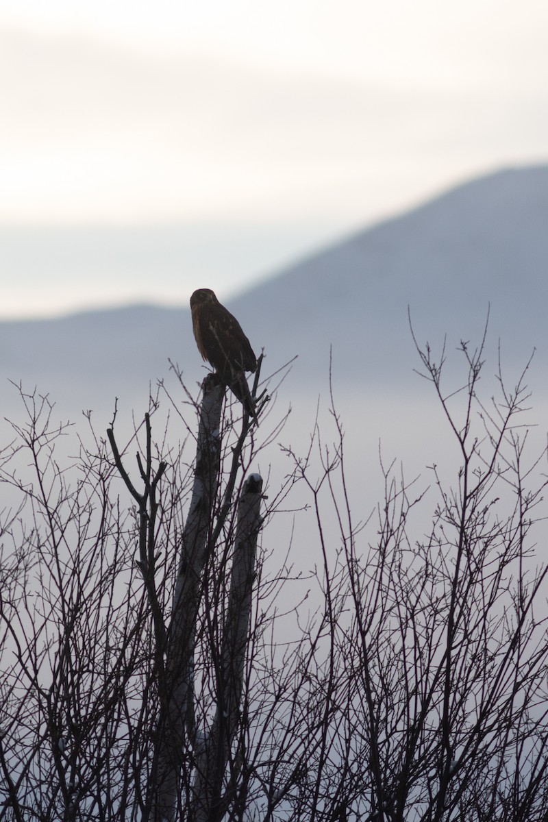 זרון אמריקני - ML646445964