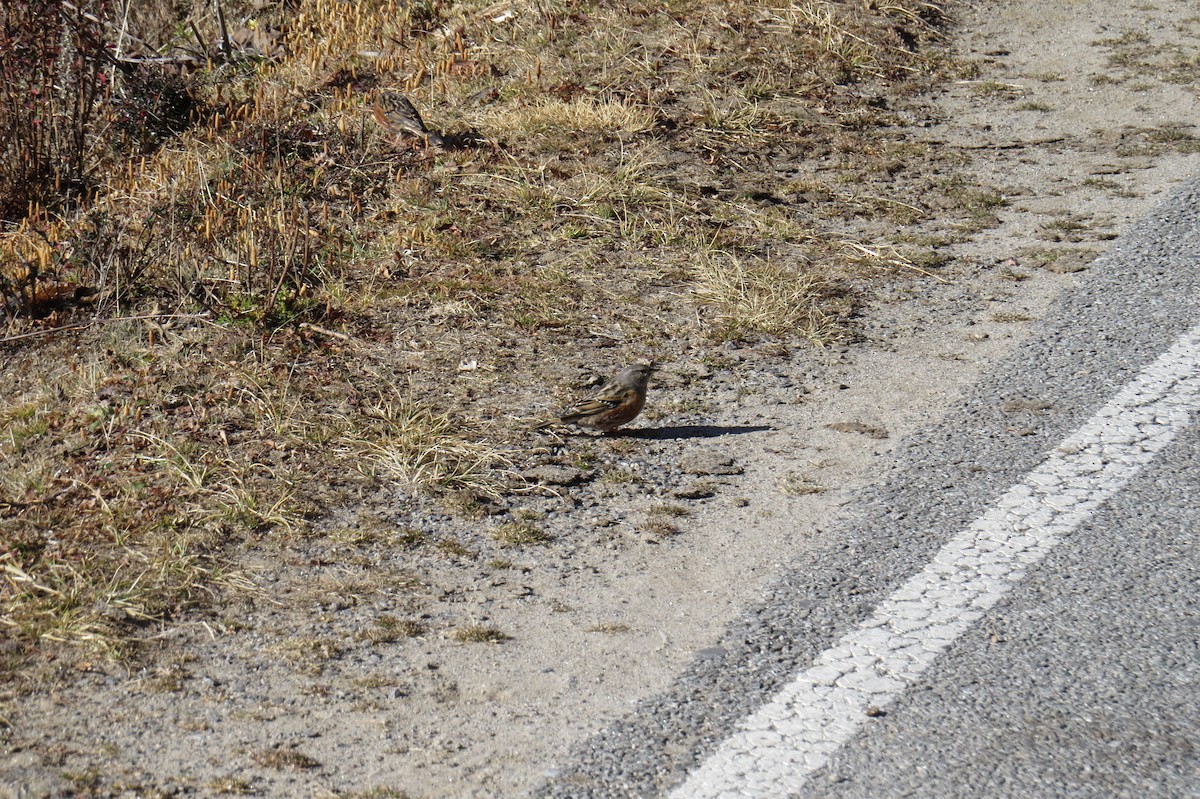 סתרי צוקים - ML646445965